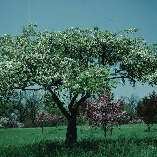 thumbnail for publication: Malus x 'Red Jade' 'Red Jade' Crabapple
